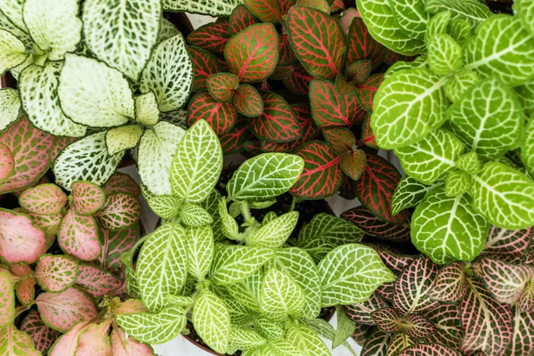 Blandning av fittonia växter — Stockfoto