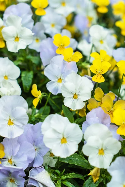 Kvetoucí květiny viola — Stock fotografie