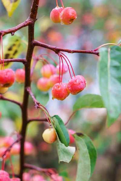 Red autumn crabapples — Stock Photo, Image