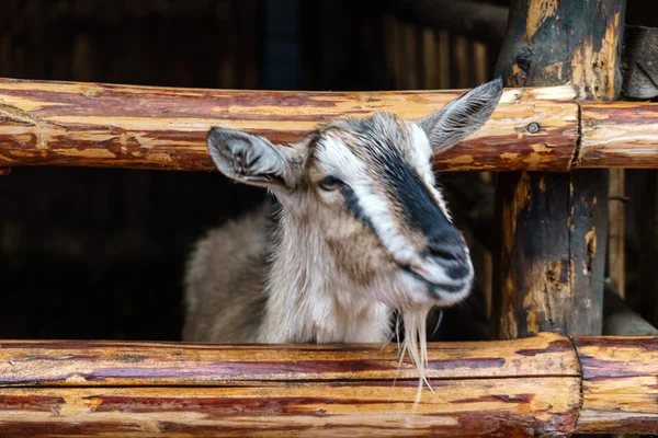 ᐈ Animales de granja imágenes de stock, dibujos animales de granja