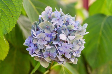 Mavi ortanca çiçek