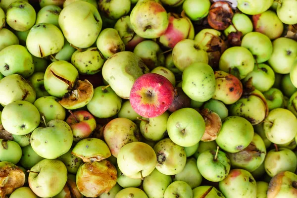 Organic ripe apples — Stock Photo, Image