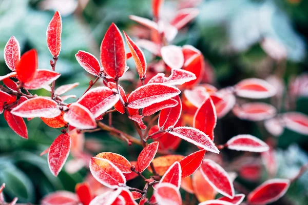 Gefrorenes Herbstlaub — Stockfoto