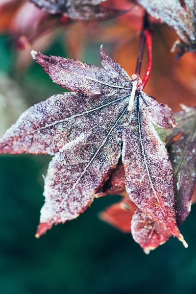 Bevroren Herfstbladeren — Stockfoto