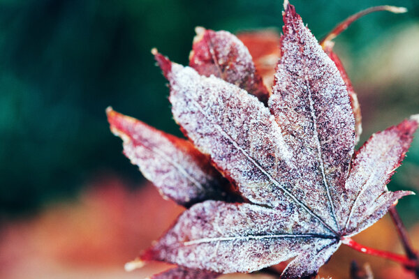 frozen autumn leaves