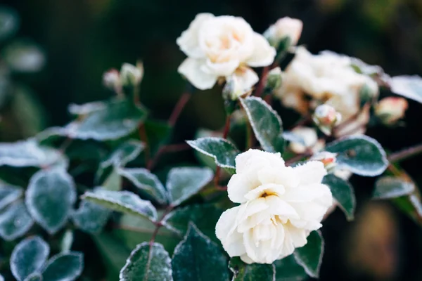 Zimní bílá růže — Stock fotografie