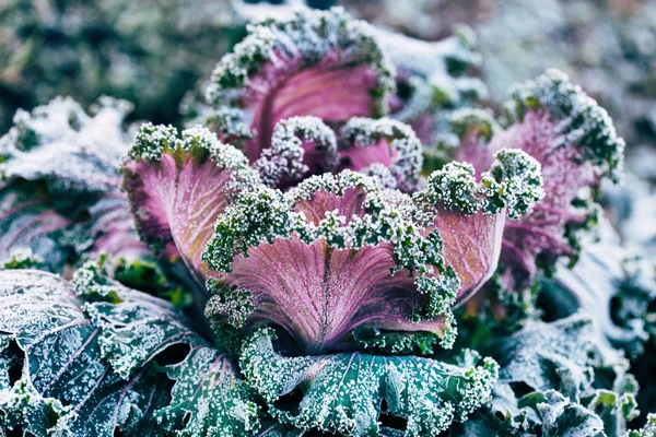Decorative frozen cabbage — Stock Image Decorative frozen cabbage Royalty Free Stock Images