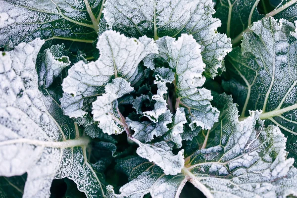 Decorative frozen cabbage — Stock Image Decorative frozen cabbage Royalty Free Stock Images