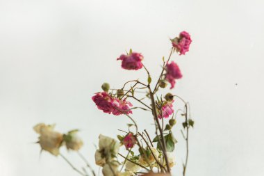 sevimli pembe güller