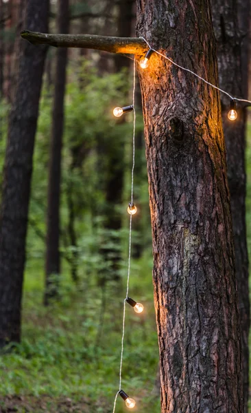 Lamps garland on the tree — Stock Photo, Image