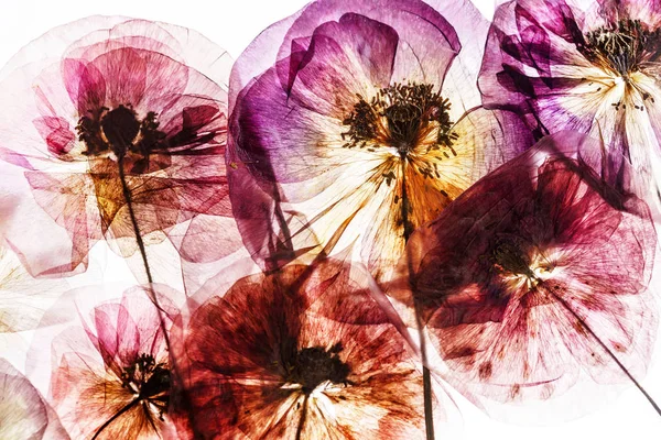 Geperste poppy bloemen — Stockfoto