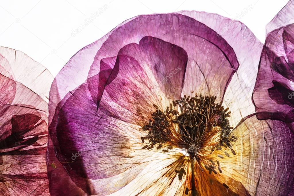 pressed poppy flowers