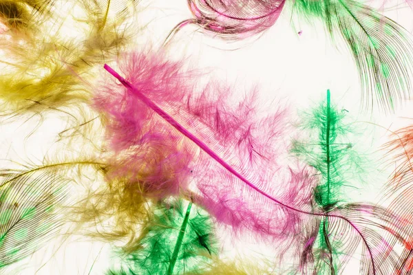 Pile of color feathers — Stock Photo, Image