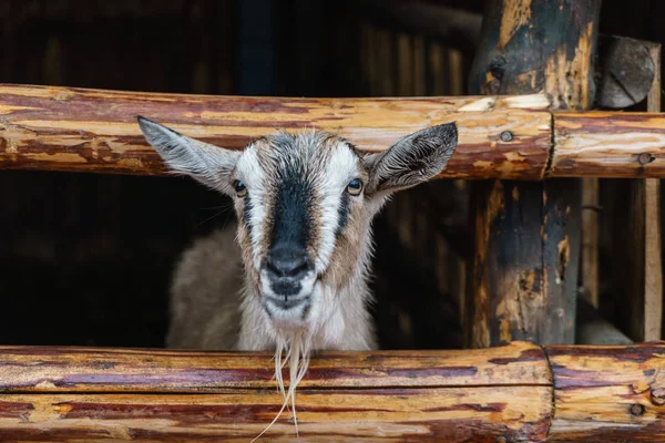 Nice goat and fence — Stock Photo, Image