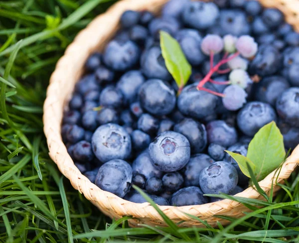 Freshly picked blueberries — Stock Photo, Image