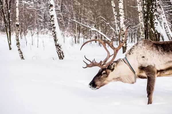 북부 집 사슴 — 스톡 사진
