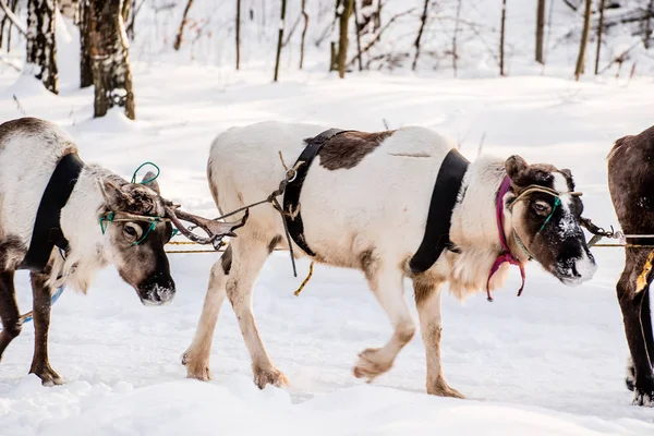 Northern deer with sleigh — Stock Photo, Image