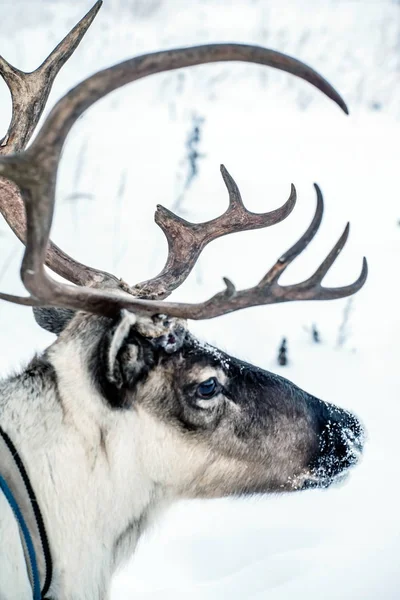 Cervo della casa del nord — Foto Stock