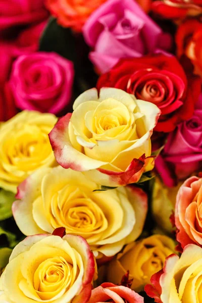 Schöne bunte Rosen — Stockfoto