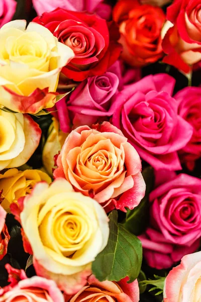 Красивые разноцветные розы — стоковое фото