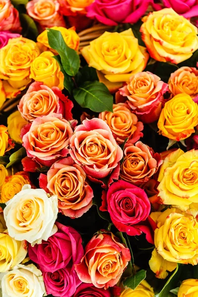 Beautiful colorful roses — Stock Photo, Image