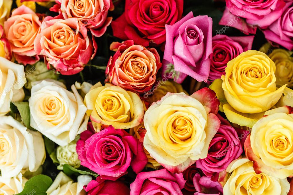 beautiful colorful roses