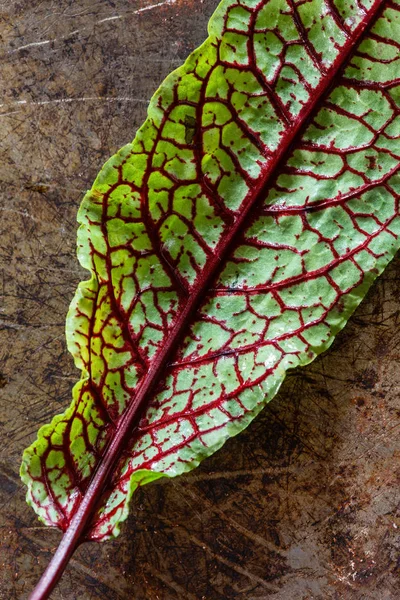 Fresh salad leaf Royalty Free Stock Images