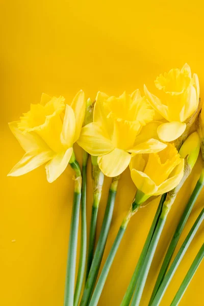 Sarı narsisli çiçekler — Stok fotoğraf