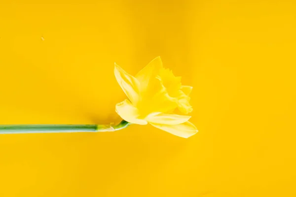 黄水仙花 — 图库照片
