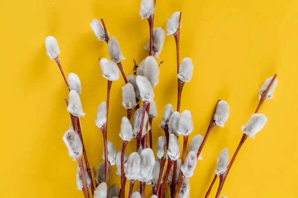Kabarık söğüt dalları — Stok fotoğraf