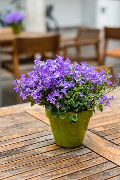 Purple bell flowers — Stock Photo, Image