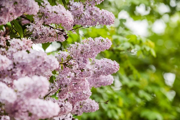 Lilac blooms in garden — Stock Photo, Image