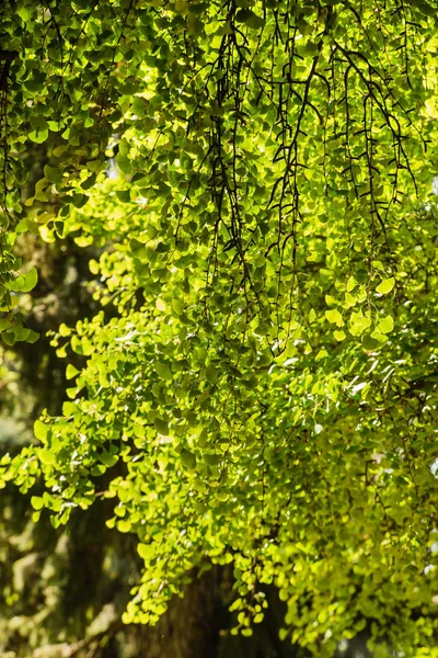 Arbre vert d'été — Photo