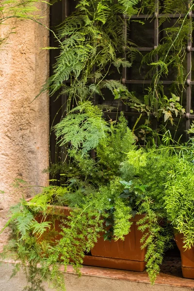 Grüne Balkonpflanzen — Stockfoto