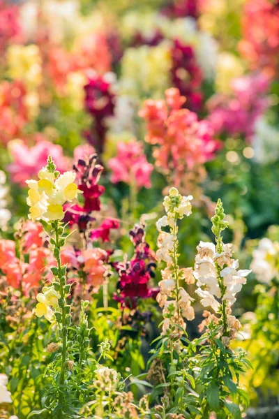 Colorful snapdragon flowers — Stock Photo, Image