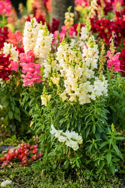 Colorful snapdragon flowers — Stock Photo, Image