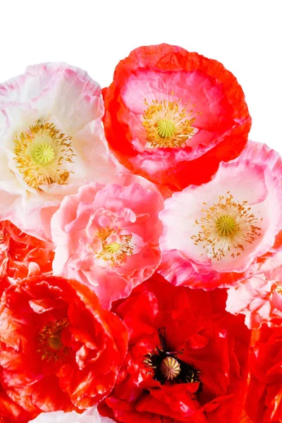 白けしの花 — ストック写真