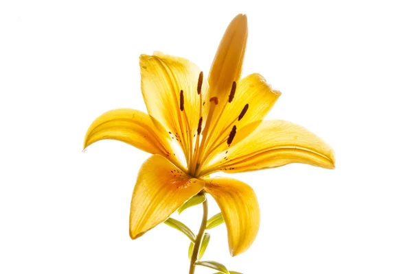 Nice yellow lily — Stock Photo, Image