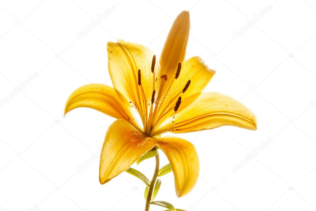 nice yellow lily