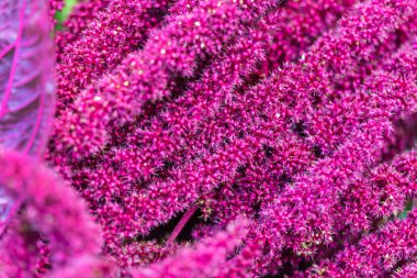 purple amaranth background  clipart