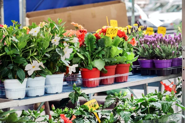 Shop with flowers for sale — Stock Photo, Image