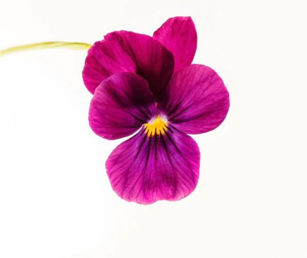 Purple pansy flowers — Stock Photo, Image