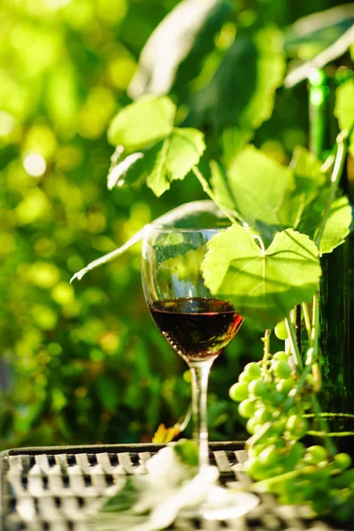 在葡萄园的葡萄与葡萄酒 — 图库照片