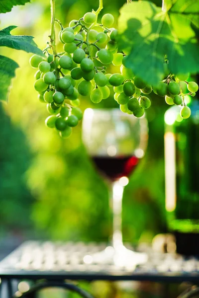 Wein mit Trauben auf Weinberg — Stockfoto