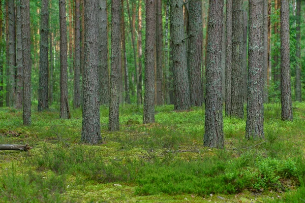 Fijne zomer bos — Stockfoto