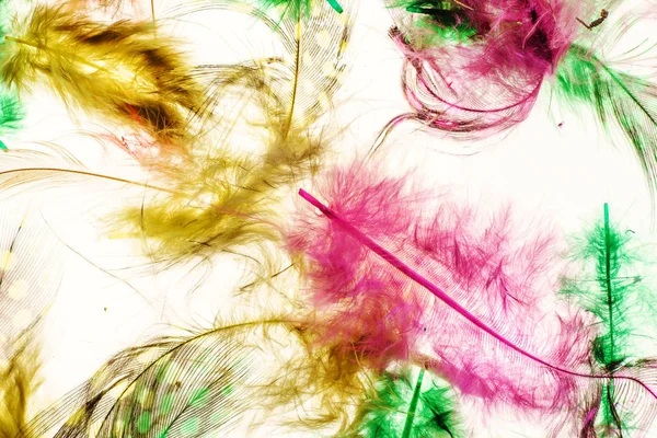 색상 부드러운 깃털 — 스톡 사진