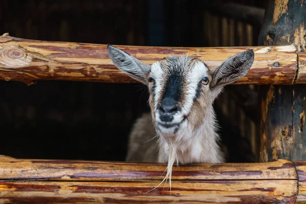 Leuke grappige geit — Stockfoto