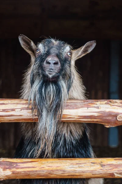 Güzel komik keçi — Stok fotoğraf