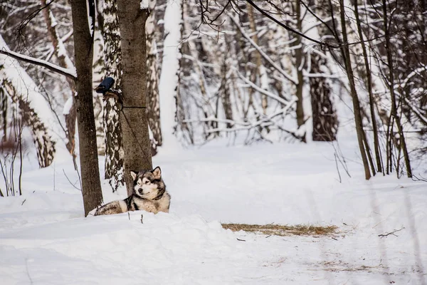 Χαριτωμένος σκύλος χάσκεϋ το χειμώνα — Φωτογραφία Αρχείου