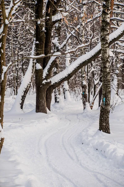 Belle forêt d'hiver — Photo